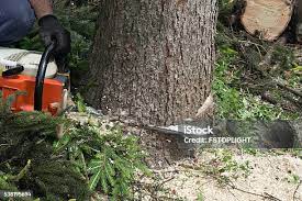 How Our Tree Care Process Works  in  Scott Af, IL